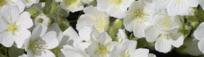 Meadowfoam