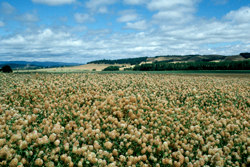 field of arrowleaf clover flowers