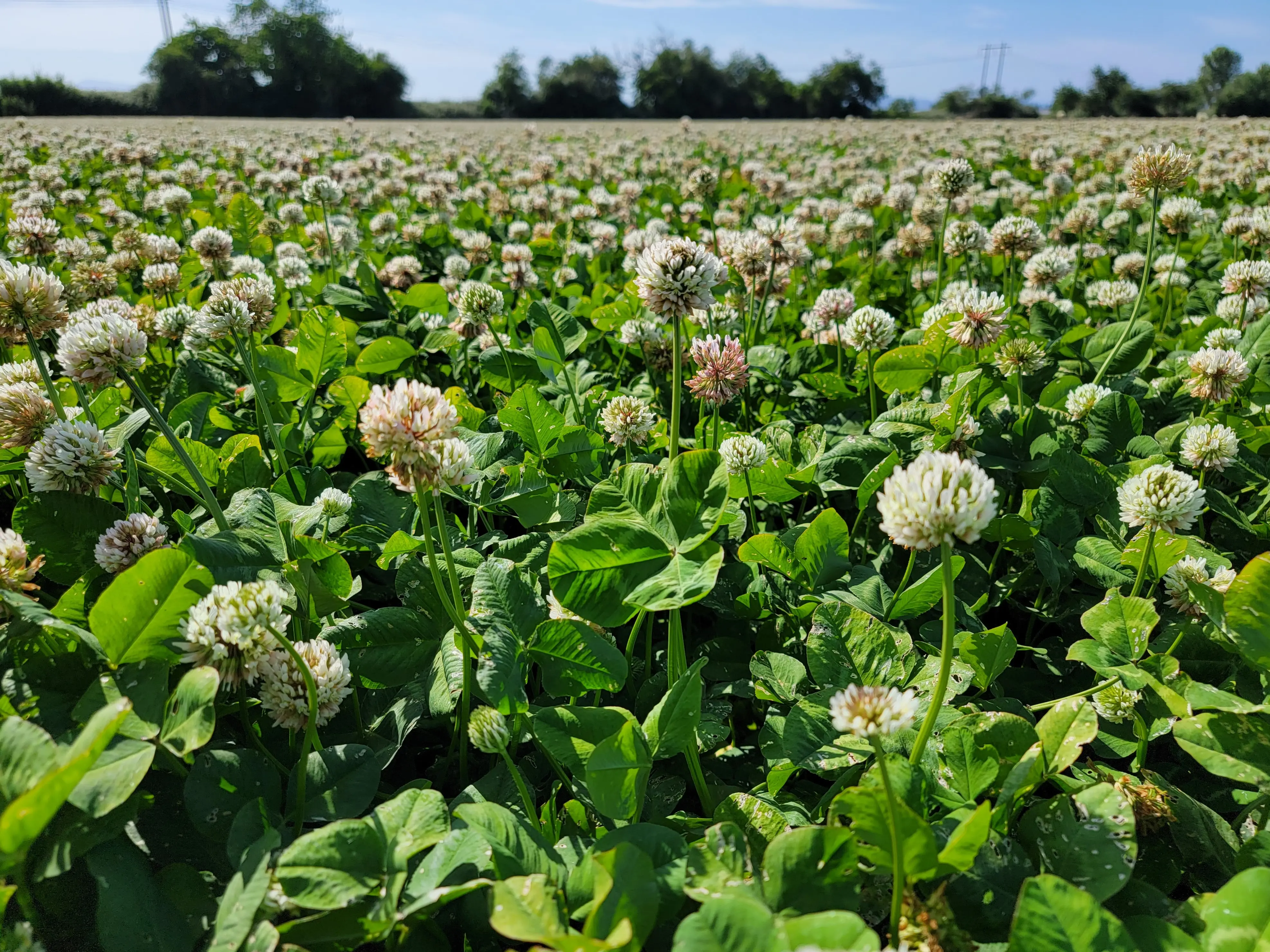 White Clover