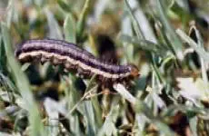 Armyworm