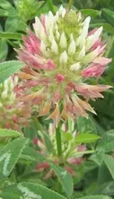 arrowleaf