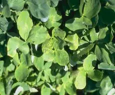 Black Stem