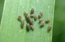 Aphids