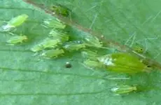 Clover Aphid
