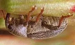 Clover Seed Weevil