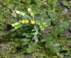 Common Groundsel