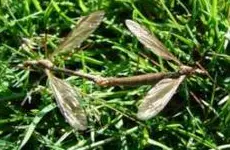 Crane Fly