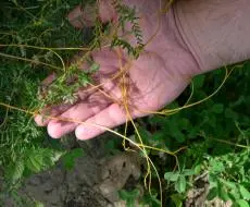 Dodder