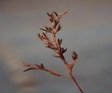 Ergot