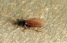 Hessian Fly