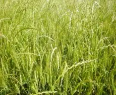 Italian Ryegrass