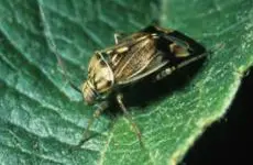 Lygus Bug