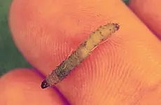 March Fly