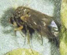 Meadowfoam Fly