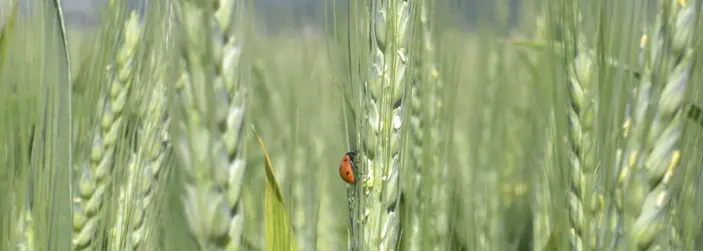 Oat