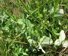 Powdery Mildew