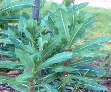 Prickly Lettuce