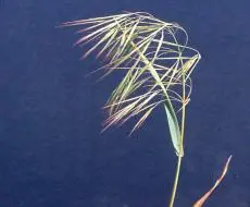 Ripgut Brome