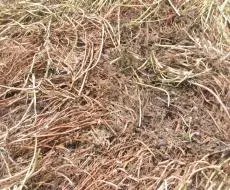 Sclerotinia