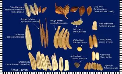 seed lab