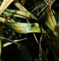Septoria