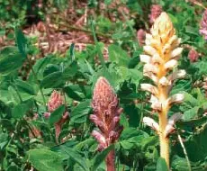 Small Broomrape