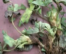 Stem Nematode