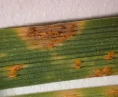 Stem Rust