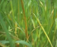 Stem Rust