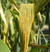 Stripe Rust