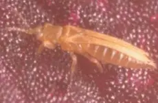 Grass Thrips