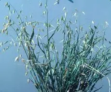 Wild Oats