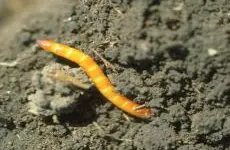 Wireworm/Click Beetle
